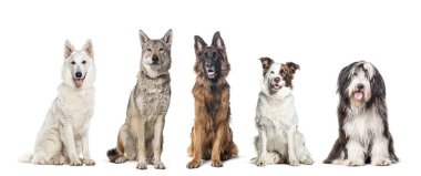 Farklı cinsten beş köpek yan yana oturuyor, kameraya bakıyor, beyaz renkte izole edilmiş.