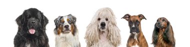 Beş farklı cins köpeğin portresi, bembeyaz.
