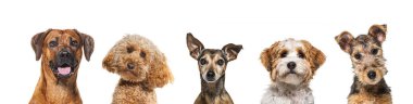 Beş farklı cins köpeğin portresi, bembeyaz.