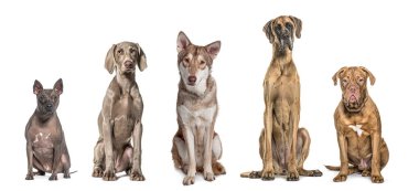 Farklı cinsten beş köpek yan yana oturuyor, kameraya bakıyor, beyaz renkte izole edilmiş.