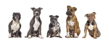 Farklı cinsten beş köpek yan yana oturuyor, kameraya bakıyor, beyaz renkte izole edilmiş.