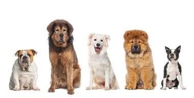 Farklı cinsten beş köpek yan yana oturuyor, kameraya bakıyor, beyaz renkte izole edilmiş.
