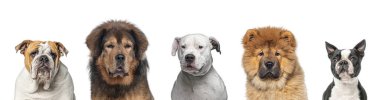 Beş farklı cins köpeğin portresi, bembeyaz.