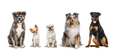 Farklı cinsten beş köpek yan yana oturuyor, kameraya bakıyor, beyaz renkte izole edilmiş.