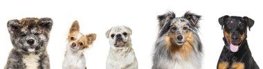 Beş farklı cins köpeğin portresi, bembeyaz.