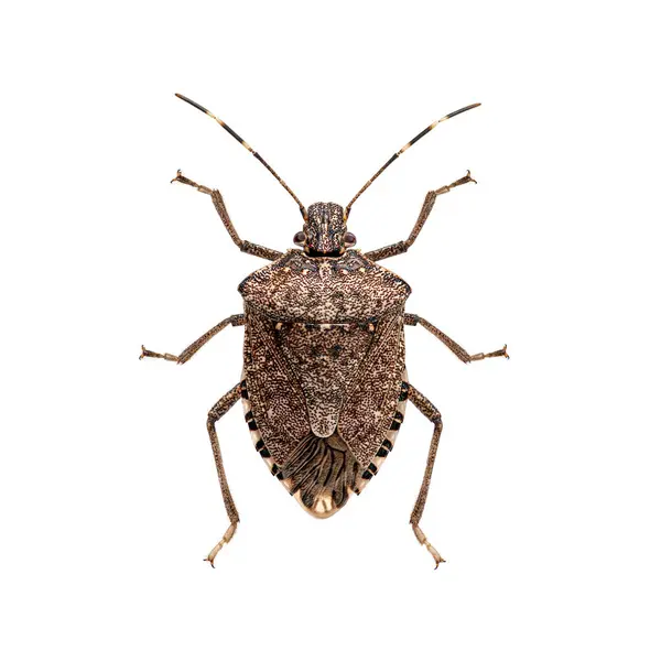 stock image Detailed macro photo of the Dorsal view of an adult halyomorpha halys, commonly known as the brown marmorated stink bug, isolated on white