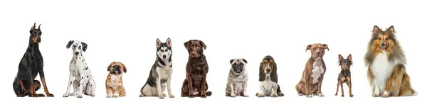 Many Different Breeds Dogs Sitting Together Row Looking Camera Isolated — Stock Photo, Image