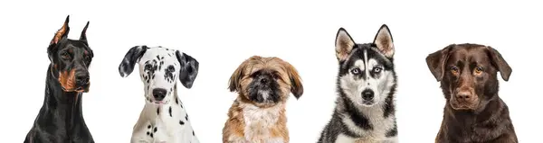 五只不同品种的狗肩并肩的画像 头被连成一排 被白色隔开 — 图库照片