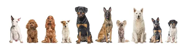 Different Breeds Dogs Sitting Together Row Looking Camera Isolated White — Stock Photo, Image