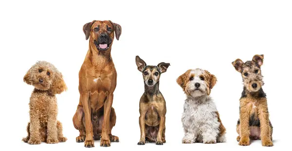 Five Dogs Different Breeds Sitting Together Row Looking Camera Isolated — Stock Photo, Image