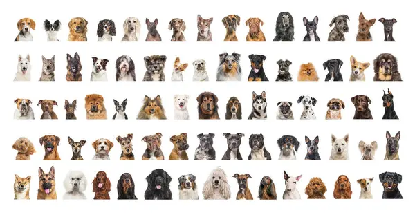 Collage Many Different Dog Breeds Heads Facing Looking Camera Neutral — Stock Photo, Image