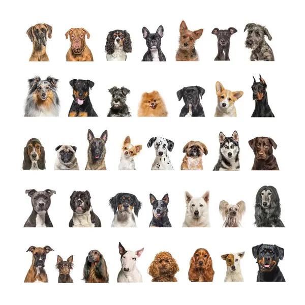 Collage Many Different Dog Breeds Heads Facing Looking Camera Neutral — Photo