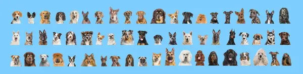 Collage Many Different Dog Breeds Heads Facing Looking Camera Neutral — Stock Photo, Image