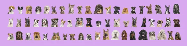 Collage Many Different Dog Breeds Heads Facing Looking Camera Pink — Stock Photo, Image