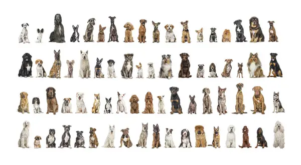 Collage Many Different Dog Breeds Sitting Facing Camera Neutral Background — Stock Photo, Image