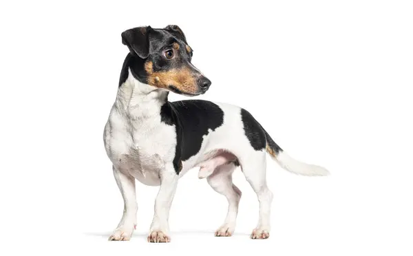 Stehender Jack Russell Terrier Der Wegschaut Isoliert Auf Weiß lizenzfreie Stockbilder