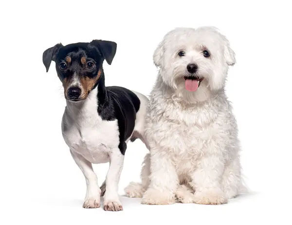 Jack Russell Terrier Perro Maltés Sentados Juntos Aislados Blanco Imágenes de stock libres de derechos