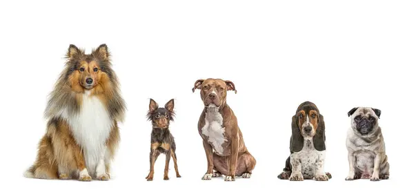 Five Dogs Different Breeds Sitting Together Row Looking Camera Isolated Stock Photo