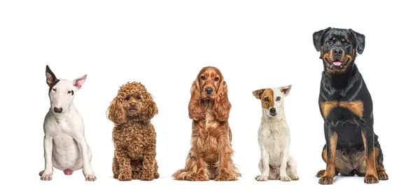 Cinco Perros Diferentes Razas Sentados Juntos Fila Mirando Cámara Aislados Imagen de stock