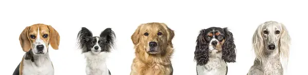 Porträt Von Fünf Verschiedenen Hunderassen Nebeneinander Isoliert Auf Weiß Stockbild