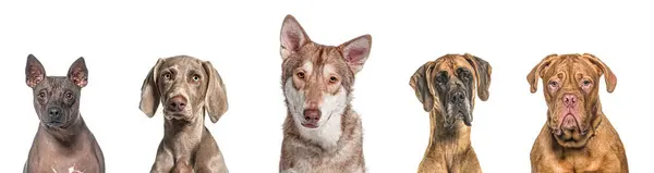 Portretul Cinci Câini Rasă Diferiți Unul Lângă Altul Izolat Alb Imagine de stoc