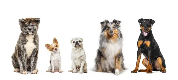 Cinco Perros Diferentes Razas Sentados Juntos Fila Mirando Cámara Aislados Fotos de stock libres de derechos