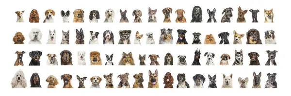 Колаж Багатьох Різних Порід Собак Голови Обличчям Поглядом Камеру Нейтральному Стокове Зображення