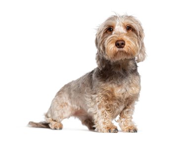 Sevimli, genç, tel saçlı dachshund köpeği beyazı izole edip rahatlatıyor.