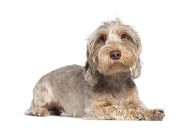 Sevimli, genç, tel saçlı dachshund köpeği beyazı izole edip rahatlatıyor.