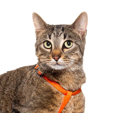 Parlak turuncu yakalı, beyaz yakalı, dikkatli bir tekir kedinin yakın çekimi.