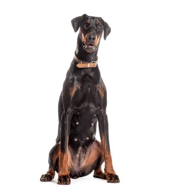 Tedbirli doberman dikkatlice oturur, beyaz üzerine izole edilmiş, zarif kürkünü ve endamını sergiler.