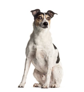 Melez bir köpeğin portresi oturuyor, beyaz bir arka planı var.