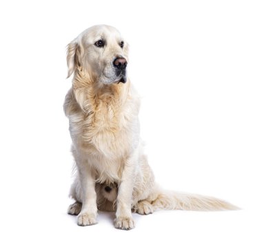 Golden retriever köpeği yerde oturuyor ve beyaz bir arka plana bakıyor.