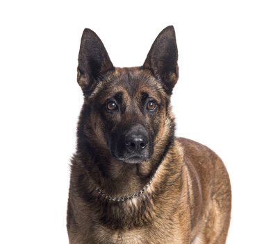 Belçikalı çoban köpeği zincirli tasma takmış beyaz arka plandaki kameraya bakıyor.