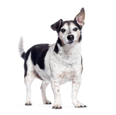 Yaşlı Jack Russell Terrier tek kulağı havada ve meraklı görünüyor.