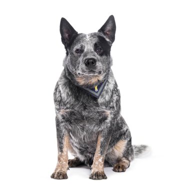 Avustralya sığır köpeği oturuyor ve fotoğraf stüdyosunda mavi bir eşarp takıyor.