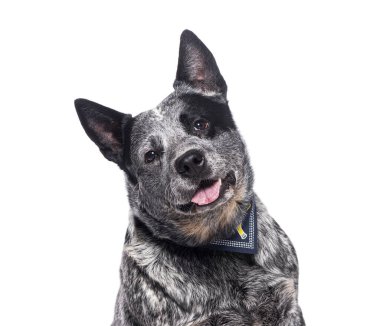 Mavi bandanalı, başını eğmiş, meraklı bakışlı, mutlu Avustralya sığır köpeği.