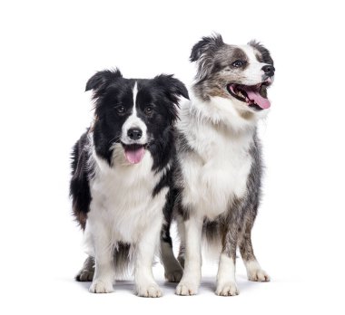 İki sınır köpeği beyaz bir arka planda duruyor ve nefes nefese.