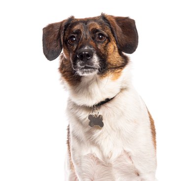 Melez köpek, kemik şeklinde bir tasma takıyor ve kameraya bakıyor.