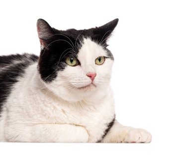 Siyah ve beyaz kedi uzanıp beyaz bir arka plana bakıyorlar.