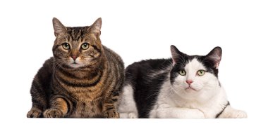 Siyah ve beyaz kedi ve kahverengi tekir yan yana yatıyorlar.