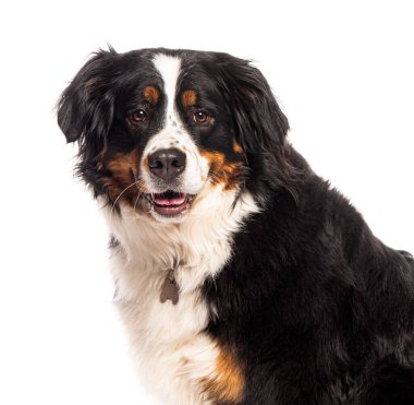 Bernese dağ köpeği soluk soluğa, yaka takıyor, beyaz bir arka planda oturuyor.