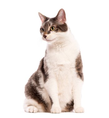 Gri ve beyaz Avrupalı steyşın kedi kameradan uzakta oturuyor.