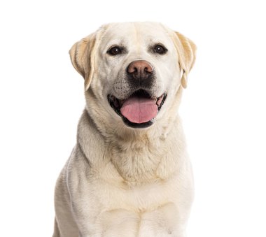 Mutlu Labrador Retriever köpekleri soluk soluğa ve beyaz arka planda izole edilmiş kameraya bakıyor.