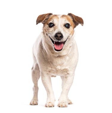 Mutlu Jack Russell Terrier beyaz bir arka planda duruyor ve kameraya doğru soluyor.