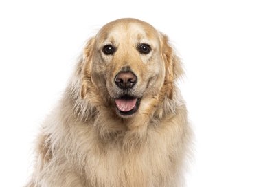 Golden retriever beyaz bir arka planda ağzı açık gülümsüyor.