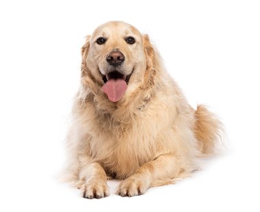 Mutlu Golden Retriever Köpeği yere uzanmış nefes nefese