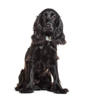 Beyaz bir arka planda oturan mavi yakalı sevimli siyah cocker spaniel köpeği.