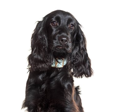 Beyaz arka planda oturan sevimli siyah cocker köpek yavrusu.