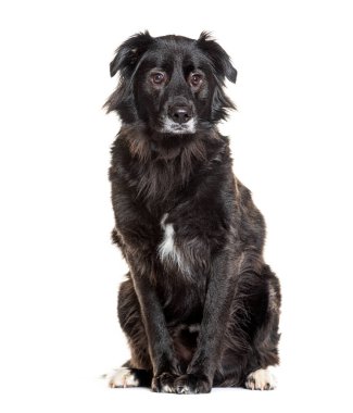 Siyah melez köpek oturuyor ve beyaz arka planda kameraya bakıyor.